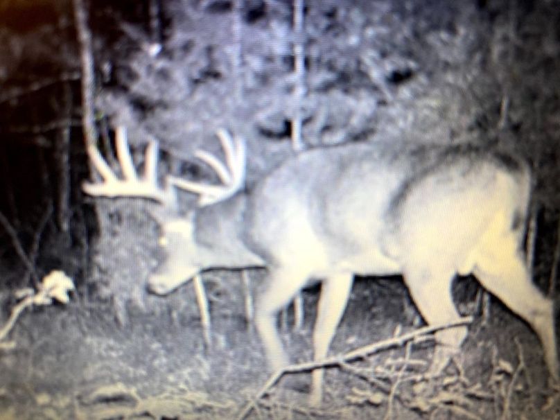 Adams 263.17, Hale -88