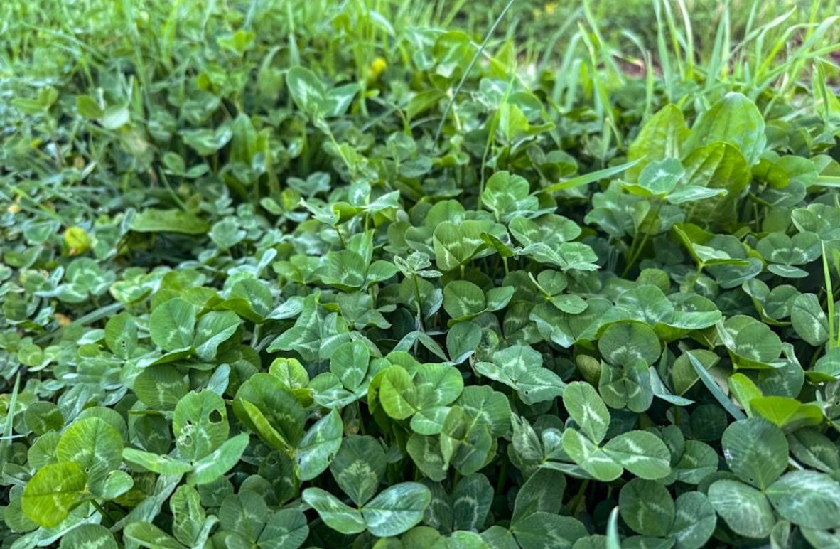 Screenshot 2026-04-21 at 11.35.01 AM