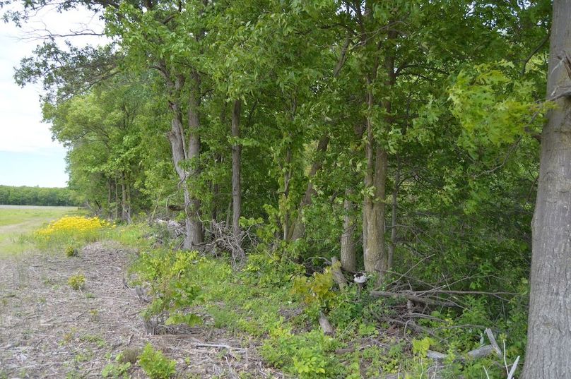 NW edge of woods looking east