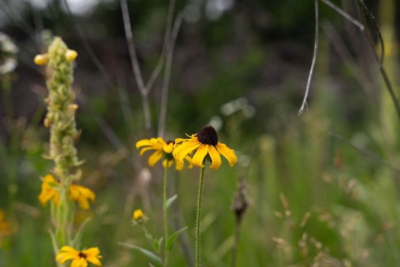 Mercer MO 100 Pro Photo-65