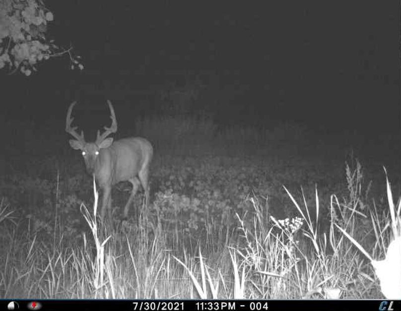 July 2021 Tall Velvet (Big Field)