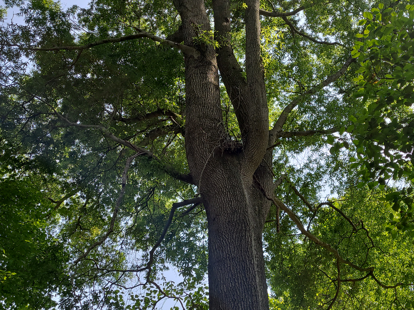 26.48ac_McKenneyLn_QAnnes_19