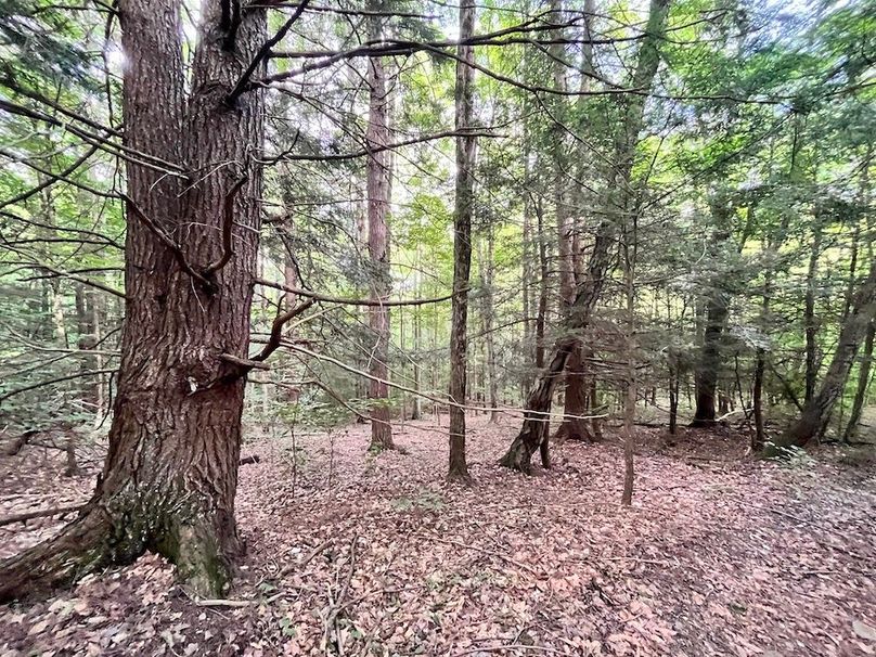 Chemung_78.26+Gutchess_Lumber_Photos_11