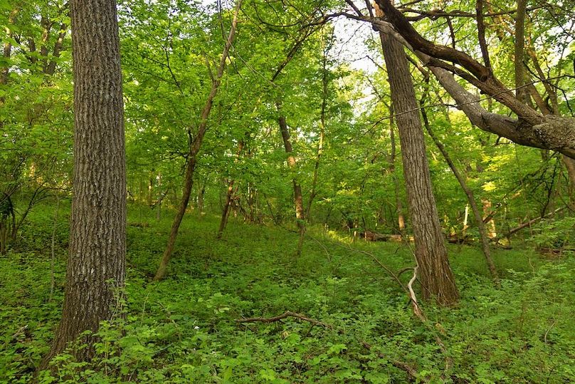 woods red oak and cottonwood
