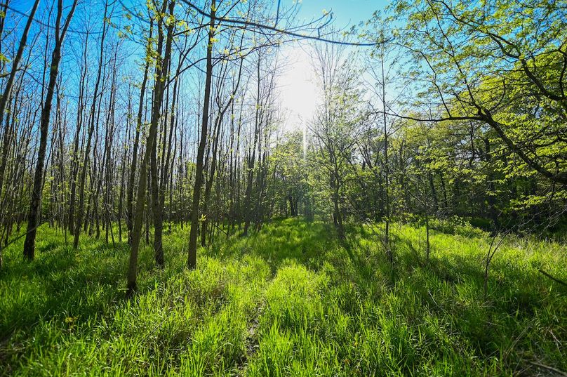 vandalia 450 (2)-3050