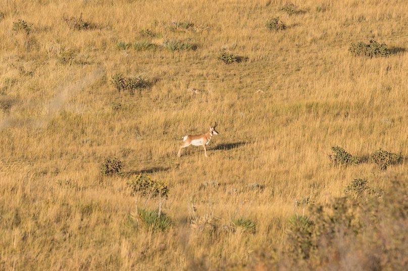 04 Pronghorn Antelope