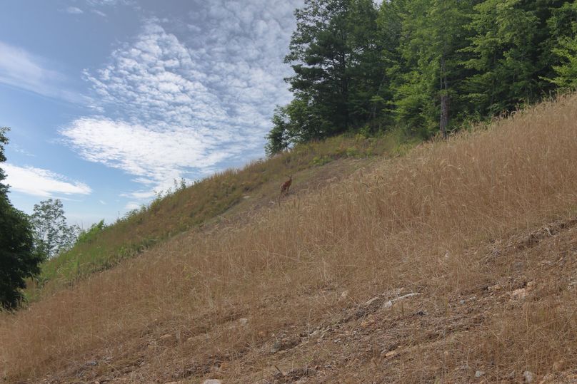 010 look closely and you_ll see a very protective momma