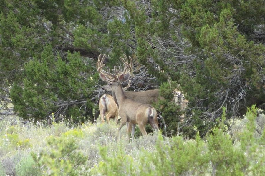 bucks in trees