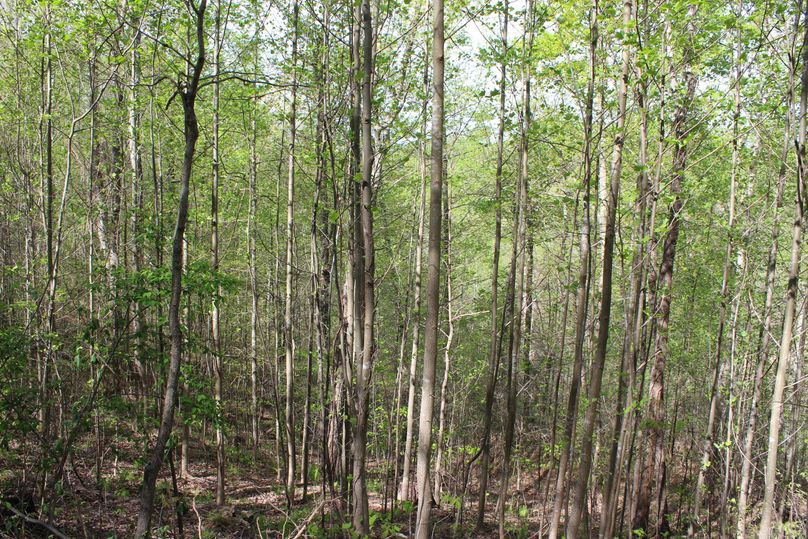 006 nice stand of young poplar in the back of the valley