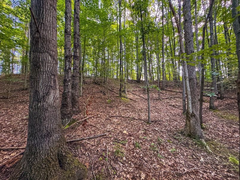 Lewis, WV 82.87 AC Barger-063