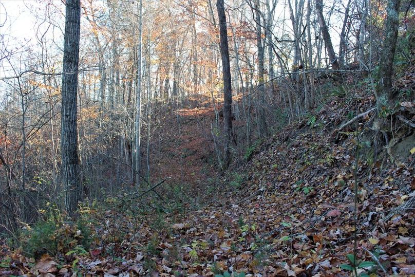 012 an old logging road leading through the south portion of the property