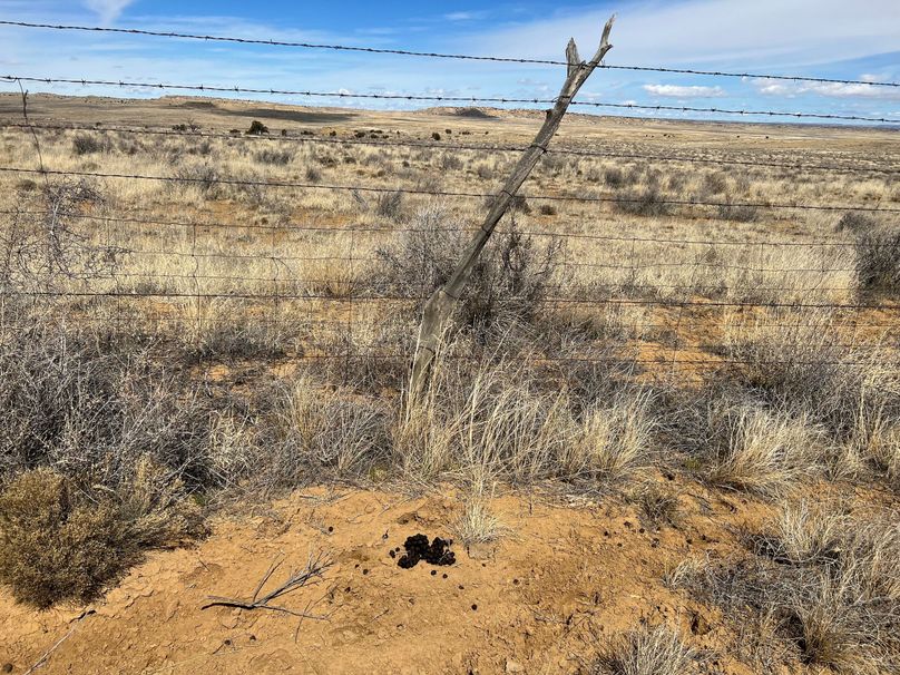 Elk droppings