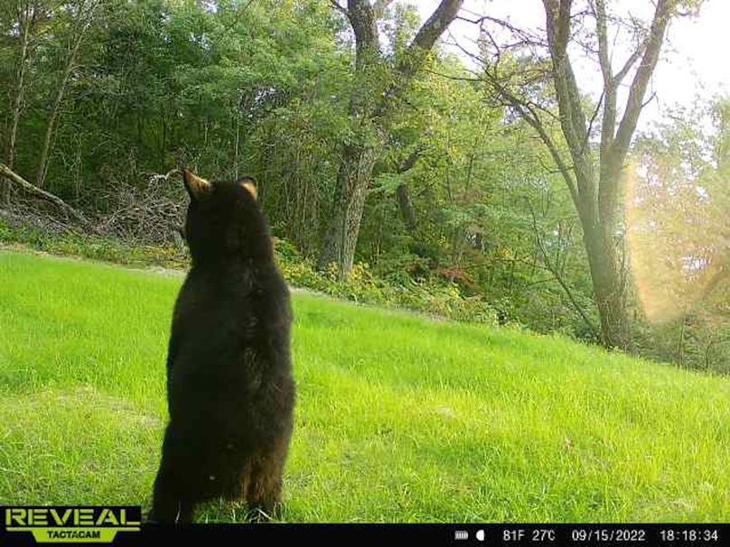 Jackson 178 Trailcam - 18