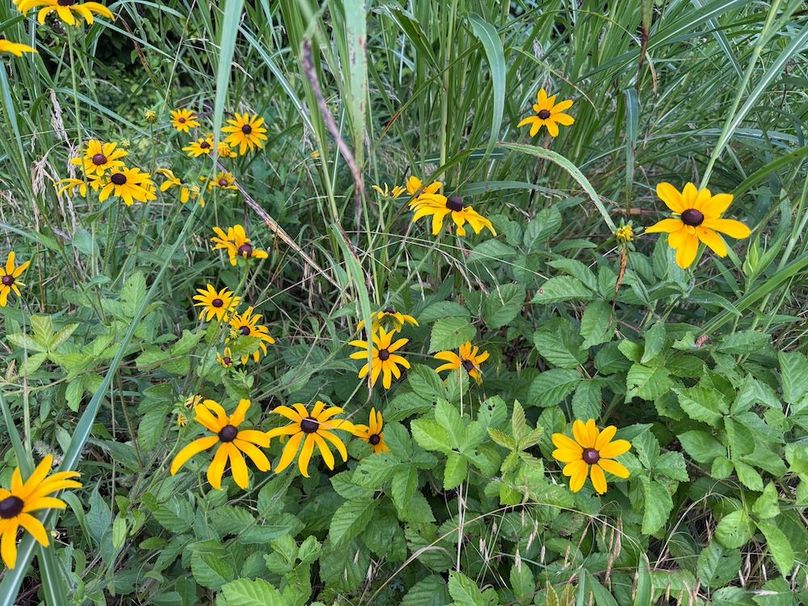 Copy of Clay 374.13-28