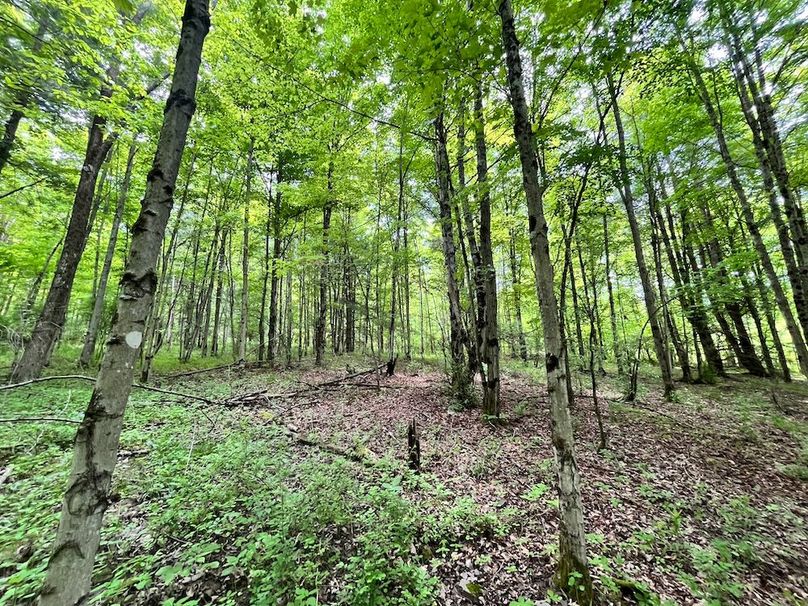 Tioga_78_Biada_Photos_36