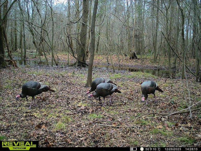 Trail cam Boss Tom Gobblers 