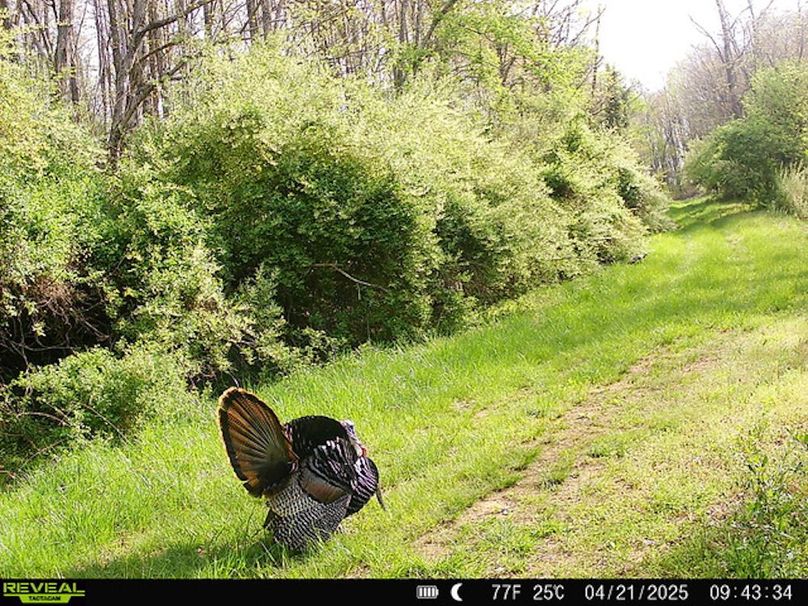 Calhoun, WV 132.84 AC Szegi Trail Cam-16