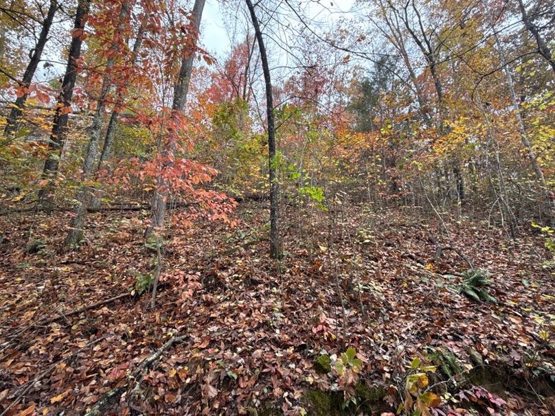 015 Thick Undergrowth on South Facing Slope for Bedding-2