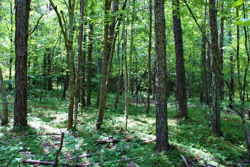 010 pine forest mix along a mid level flat area