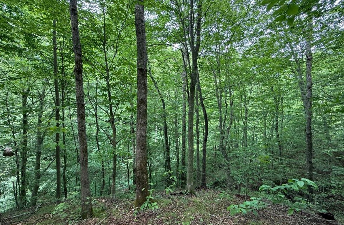 003 west facing slope in the west east area of the property