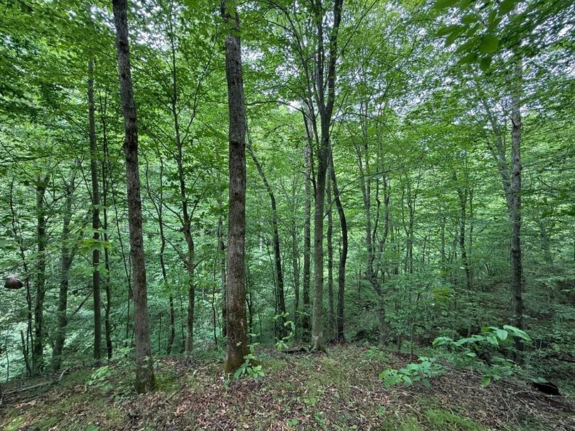 003 west facing slope in the west east area of the property