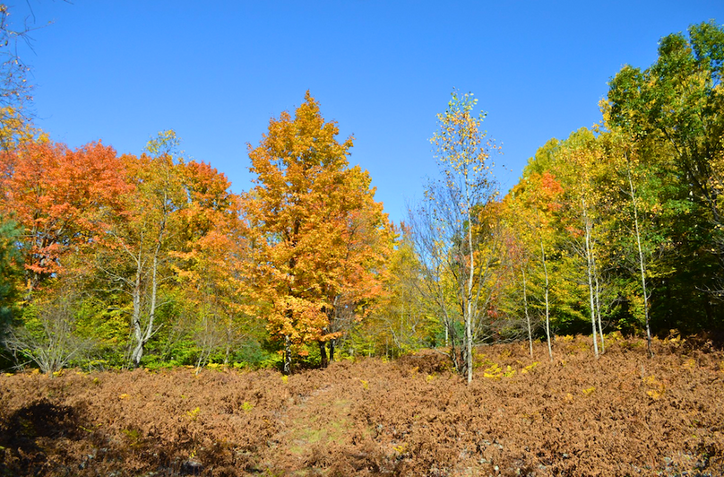 Screenshot 2025-11-11 at 12.15.46 PM