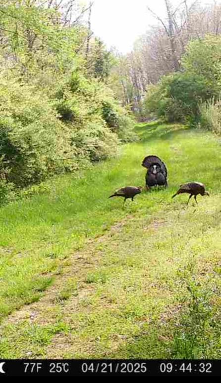 Calhoun, WV 132.84 AC Szegi Trail Cam-04
