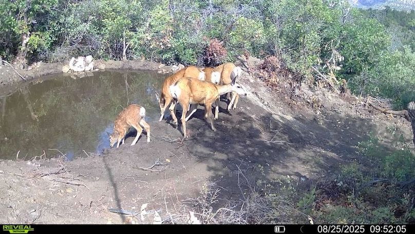 016578004083249-35-2-08252025095205-V-SYFW00098