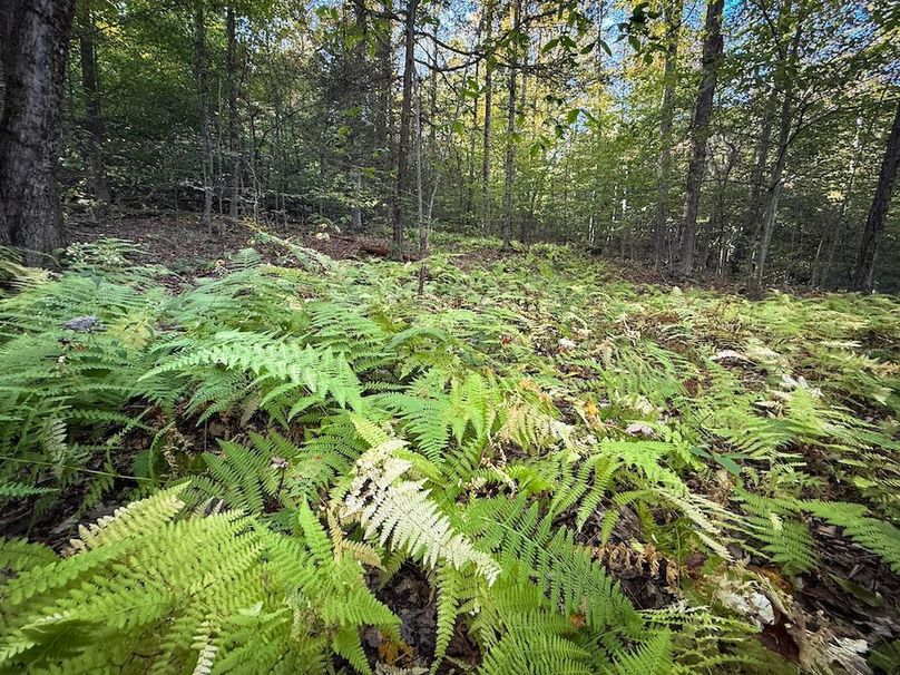 Tompkins NY 87 Allen Photos 47