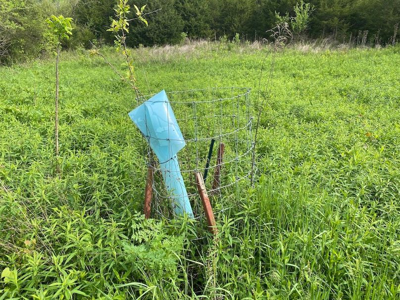 006 one of several recent orchard plantings copy