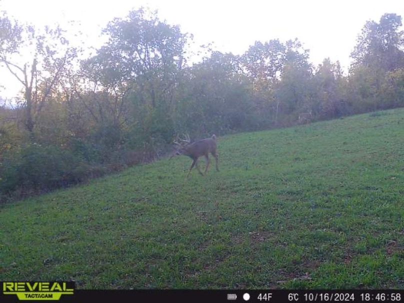 deer pic 8-2