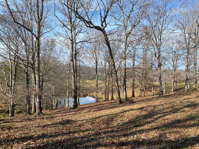 011 one of the many spring fed ponds providing water to the livestock copy