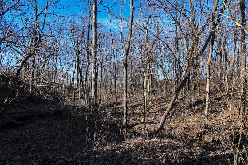 vandalia 450 (2)-2215