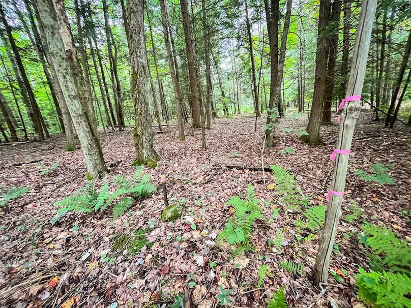 Chemung_60.55_Baumunk_Photos_11