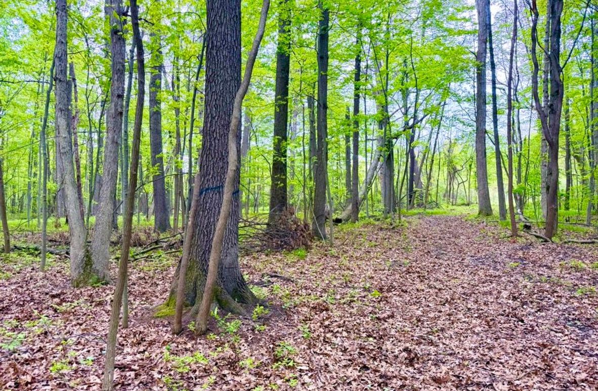 5 Mature hardwoods and trail system
