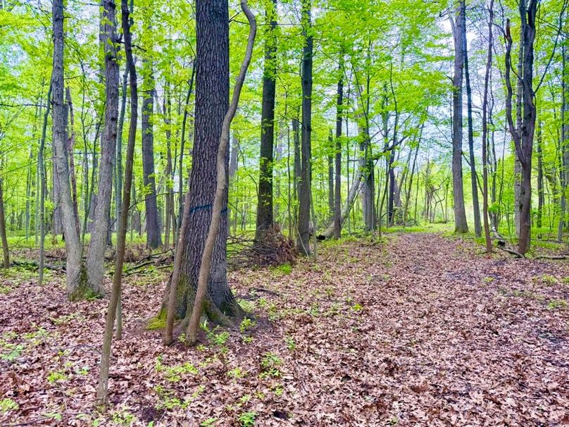 5 Mature hardwoods and trail system