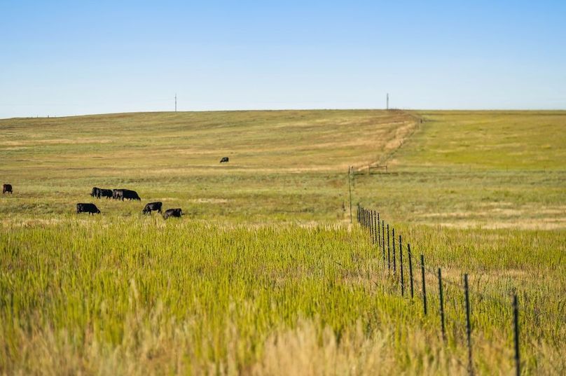 045 - Cross Fenced Cattle