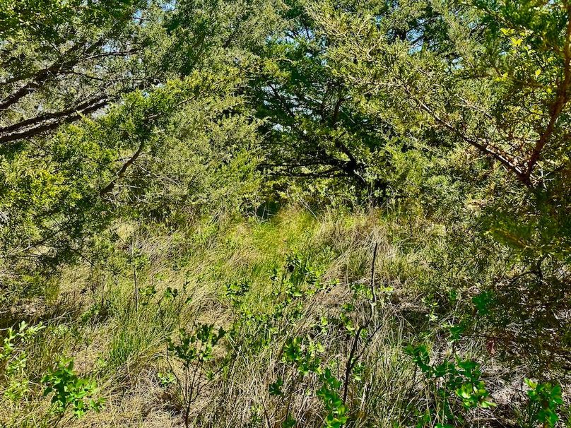 Trees(11)
