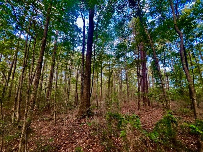 15C631F0-2D7F-4D9F-9C1C-4A791B83BAE1_1_105_c