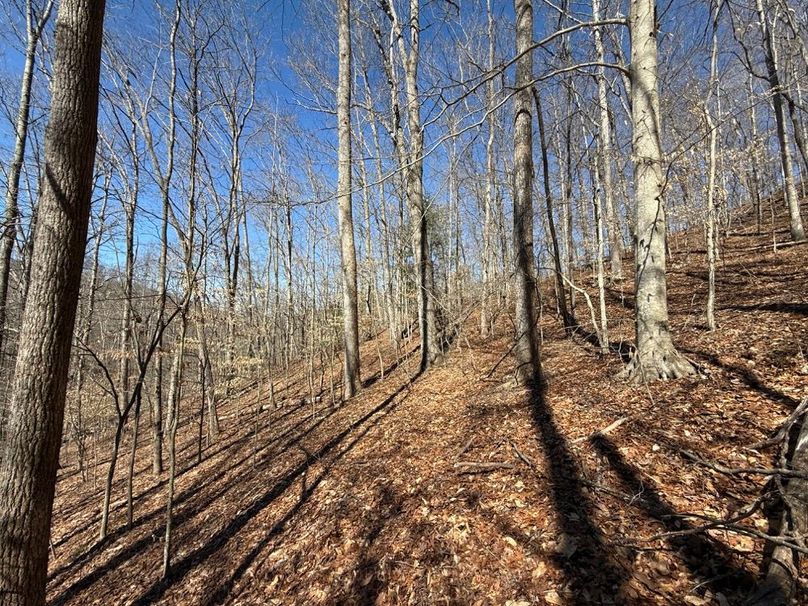 014 view along the ridge in the west area of the property