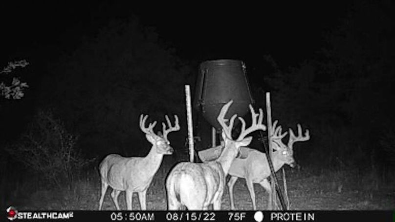 13. Recent trailcam photo