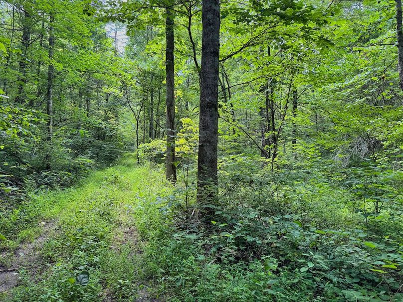 017 nice trails coming from the East entrance