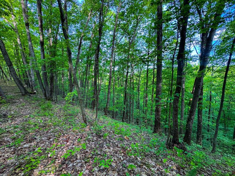 Wirt, WV 145.69 AC 273 Wildflower-27