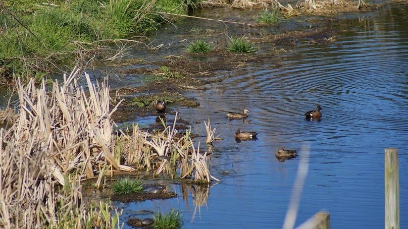 ducks bow turkey lawrence 2013 025