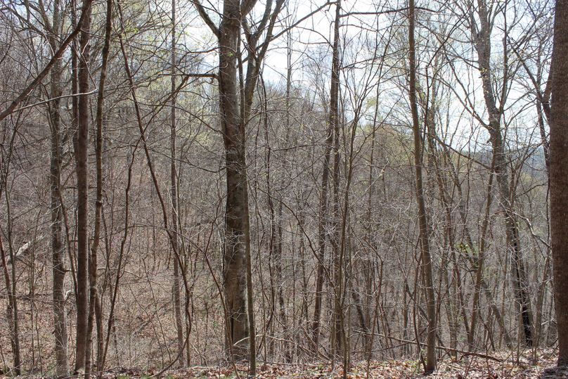 008 east facing slope along an upper bench in the northwest corner of the property