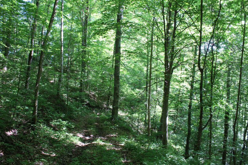 019 east facing upper level forested slope in the middle of the property