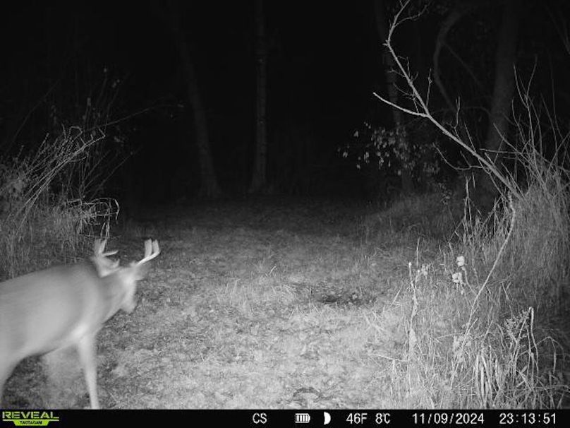 trailcam.Jackson35 - 13