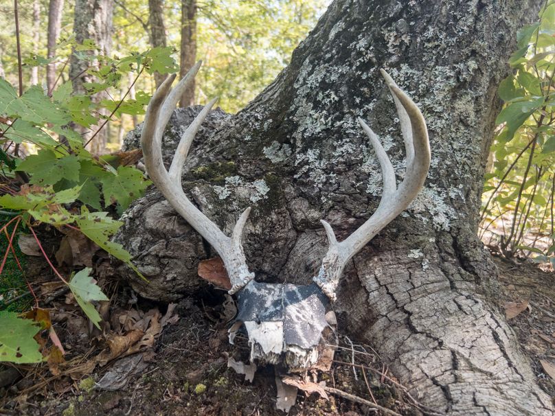 13_13.39_Alleghany_VA