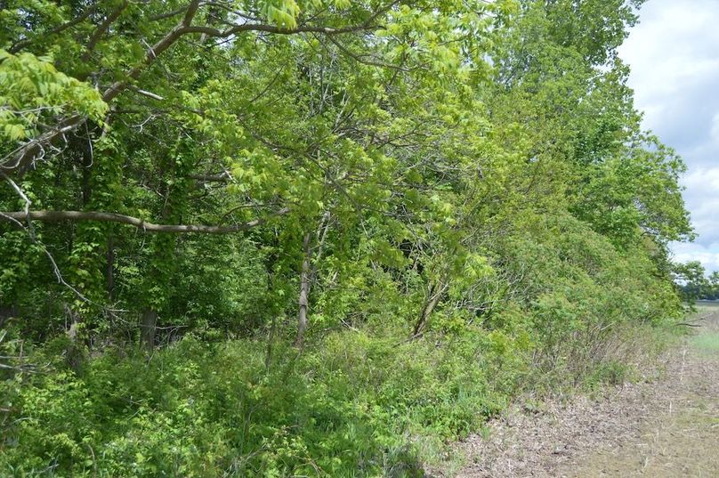 Southern border of large woods