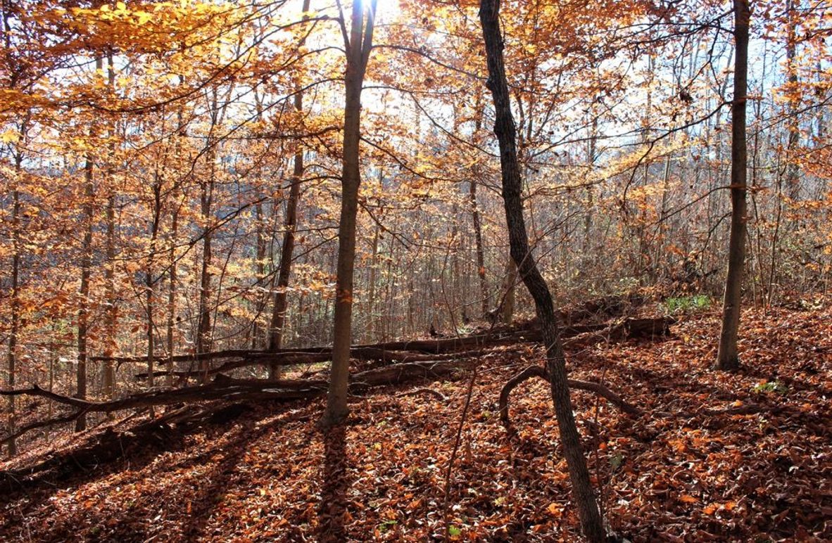 001 morning fall sun shining through a young stand of beeches